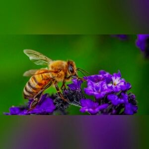 5x Unlisted Items For Live Shows